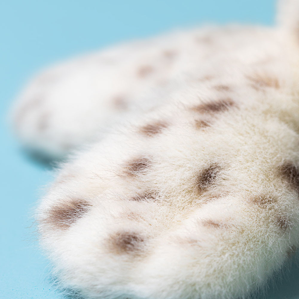 Galumphous Seal, view 1